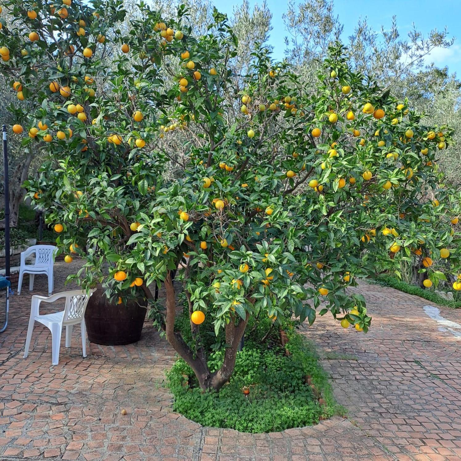 Villa Gatto Rometta Marea Bagian luar foto